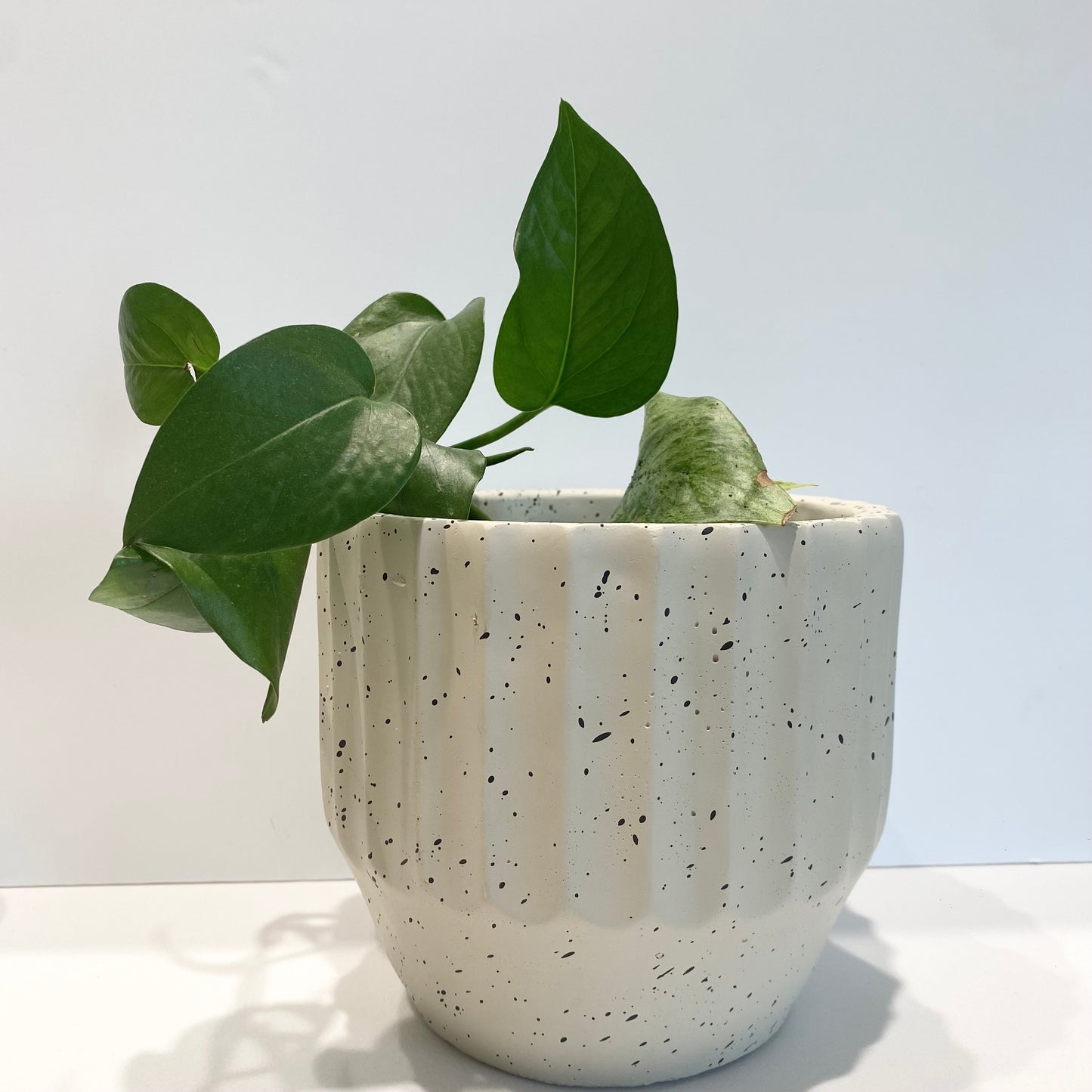 Speckle planter